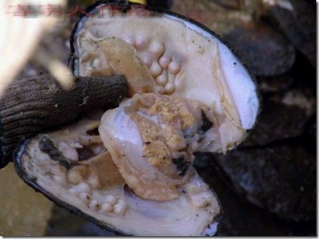 pearl_harvesting4