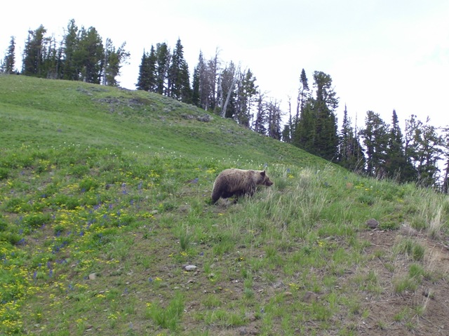 [bear12.jpg]