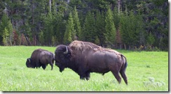 Bison 2