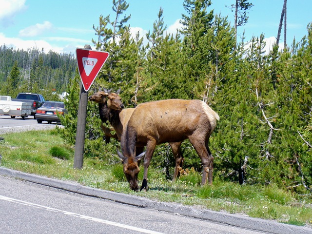 [elks22.jpg]