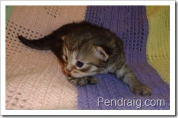 Image of Silver Siberian Kitten at Pendraig.