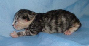 Silver torbie Siberian kitten breeder potential we believe.