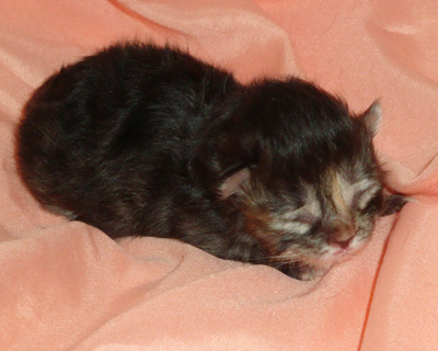 Image of a sweet and lovely patched tabby Siberian cat from Pendraig Siberian Cats