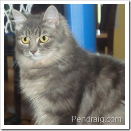 Photo of Pendraig Eowyn a blue silver spotted tabby Siberian Cat.