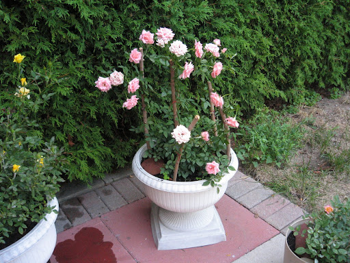 Pink Mini Roses at home back yard Pink Mini Roses at home back yard