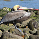 Brown Pelican