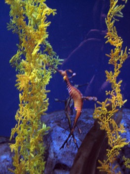 [spineyseahorse_atlanta02498[3].jpg]