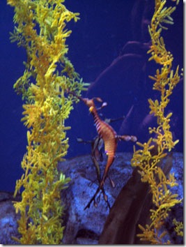 spineyseahorse_atlanta02498