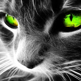 49 free hd widescreen wallpapers