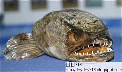 全球十大最恐怖 惡魔魚