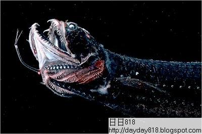 全球十大最恐怖 惡魔魚