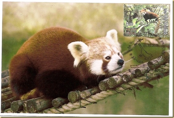 Max. Card -Red Panda