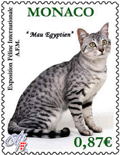 11Feline