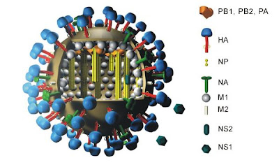 A Model of the H1N1 Virus A Model of the H1N1 Virus