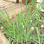 Chives
