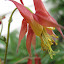 Columbine