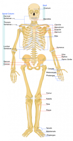 [310px-human_skeleton_frontsvg[2].png]