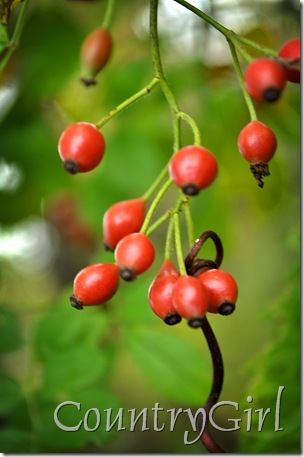 rose hips-1