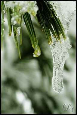 pine tree icecicle