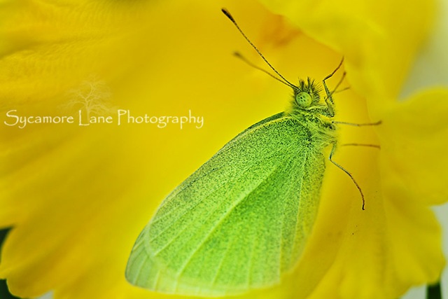 [green moth-w-1[18].jpg]