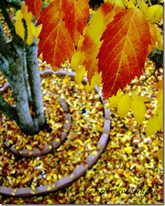 autumn watermark autumn watermark