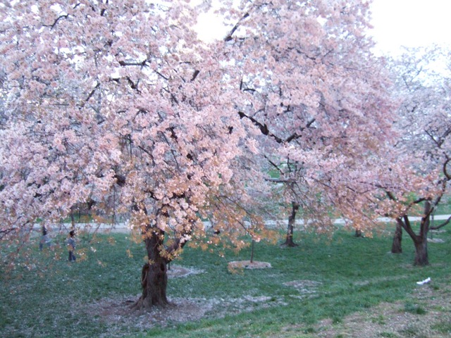 [cherry blossoms[3].jpg]