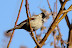 DSC04127.JPG