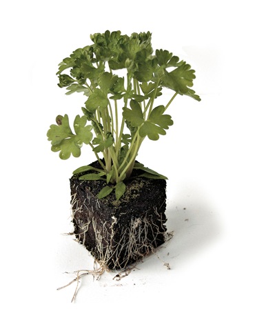 [parsley[5].jpg]