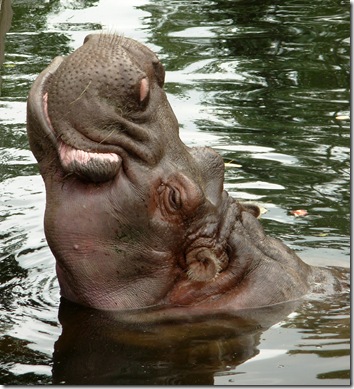 hippo thumb2