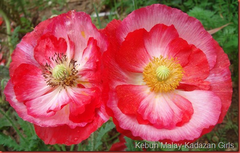 shirley double mixed poppy (14)