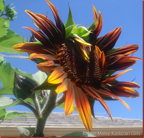 Evening sun sunflower (18)