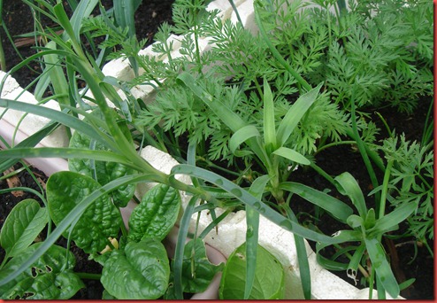 carnation cuttings