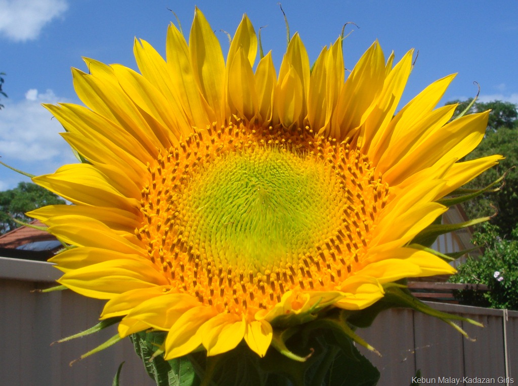 [Sunflower-mamoth-48.jpg]