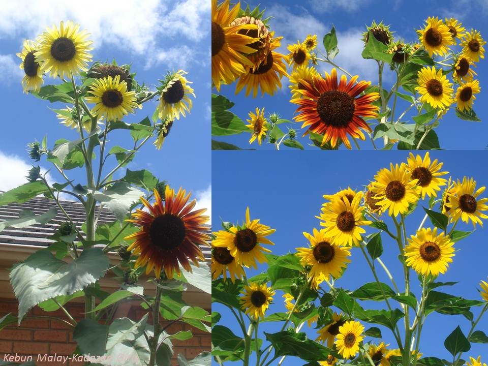 [Evening Sun sunflower sky[4].jpg]