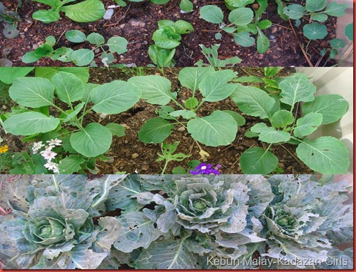Cabbage earliball hybrid Cabbage earliball hybrid