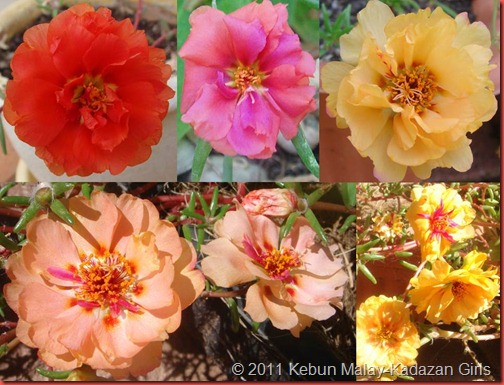 Portulaca collection