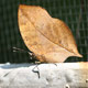 20 Amazing Examples of Animal Camouflage