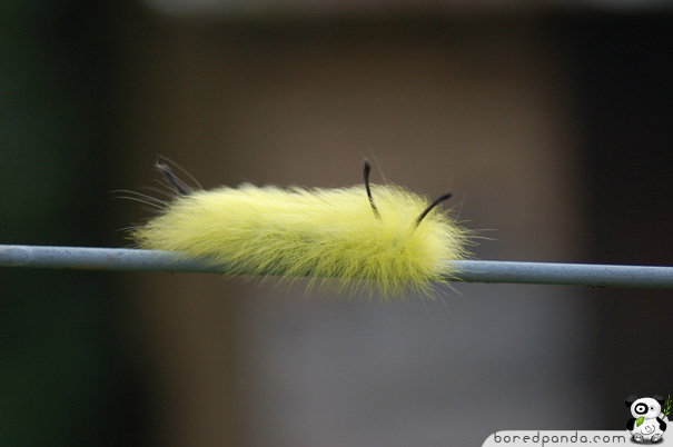 22 Weird and Beautiful Caterpillars