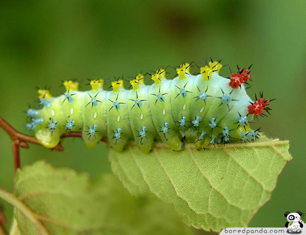 22 Weird and Beautiful Caterpillars