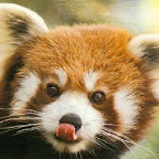 Panda Vermelho