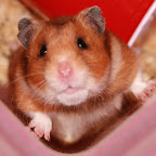 Hamster