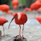 Jurong Bird Park