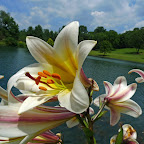 Meadowlark Gardens