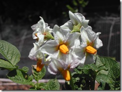Potato flower of white potato