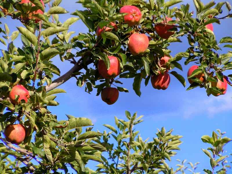 Apple Orchard Kelowna