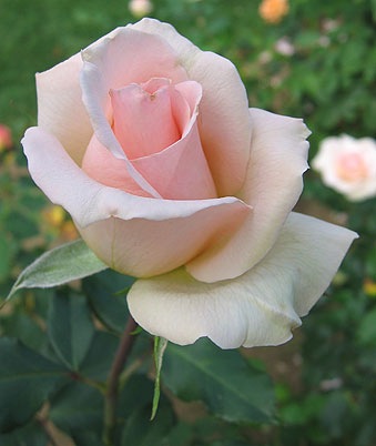 [light_pink_rose_01[5].jpg]