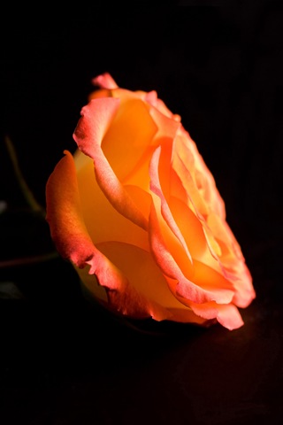 [orange-rose-side-on-black3[5].jpg]