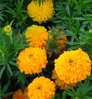 [marigold-herb[5].jpg]