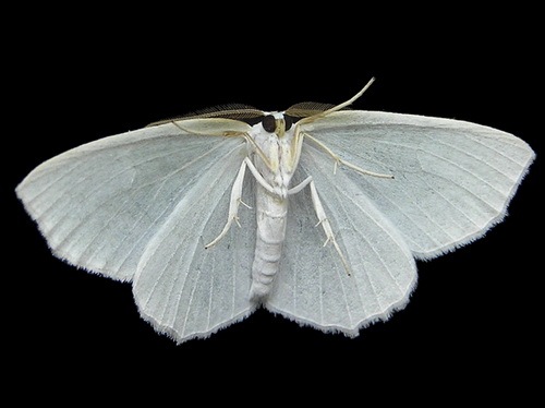[white moth[5].jpg]