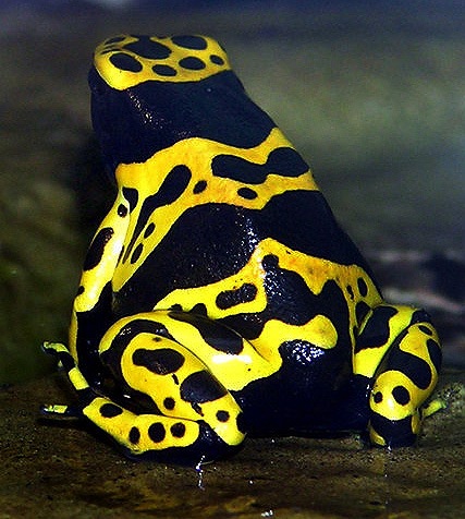 [483px-Yellow-banded.poison.dart.frog.arp[5].jpg]